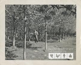 Homme inconnu dans une érablière