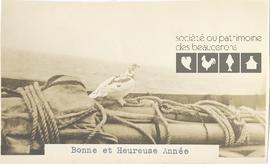 Oiseau sur un cordage du mât d’un navire